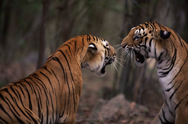 WWF is to work with experiential agency BEcause to deliver a major campaign this summer, highlighting the plight of wild tigers.
