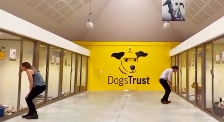 Dogs Trust is running create an immersive virtual reality experience to engage the public and demonstrate the impact donors can have for the thousands of dogs each year that the charity cares for.