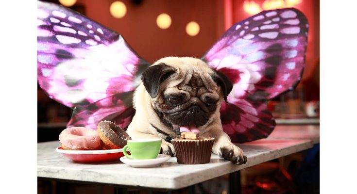 Mobile phone network Three will be running a pop-up ‘All You Can Pug’ brunch to celebrate Puggerfly, the star of its latest ad campaign and the world’s first Augmented Reality (AR) pet.